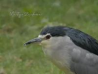Kwak [Nycticorax nycticorax]
